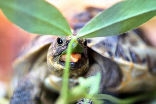 Turtle Little Turtle Cub Terrestrial Eating Tan