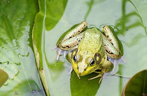 Water Frog Green Nature Animal Pond