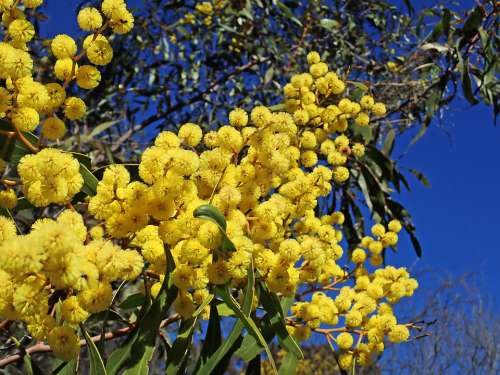 Wattle Acacia Australian Native Flower Tree