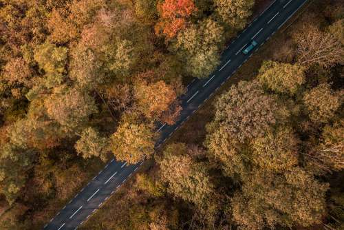 Way Forest Tree Landscape Forests Autumn Car