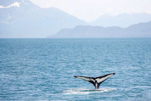 Whale Tail Alaska Cruise Ocean Water Wildlife
