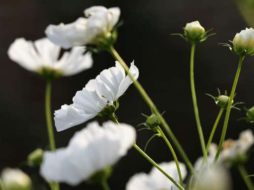 White Cosmos Blooming Flower Plant Meadow Summer