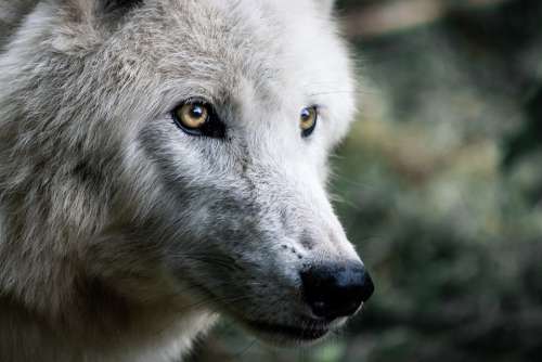 Wolf Predator Wolves Mammals Creature Nature