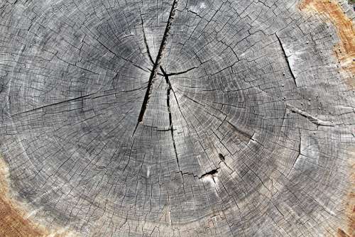 Wood Tree Letokruh Nature Tribe Old Textures