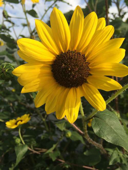 Yellow Bloom Summer Sunflowers