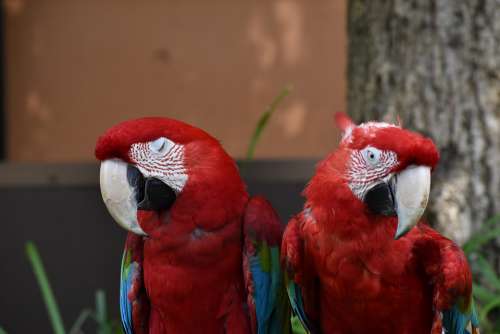 Zoo Bird Red Parakeet Pairs Shun