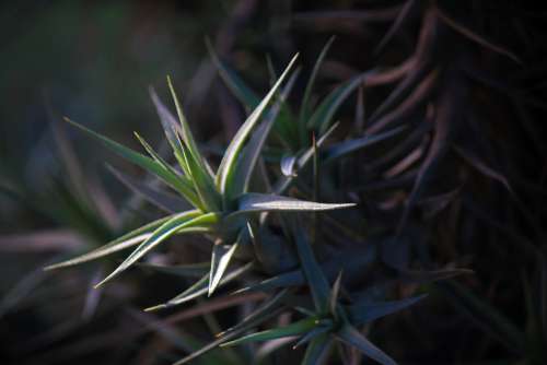 Highlights Of Sunlight On Epiphyte