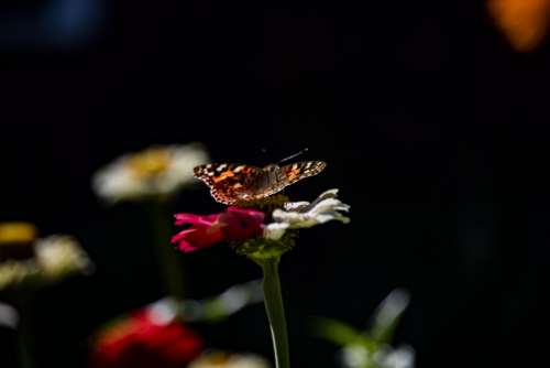 Painted Lady Butterfly