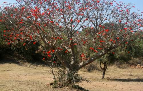 Coral Tree Blooming Red In Spring