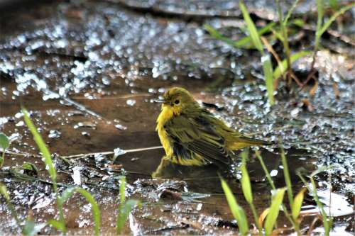 Female Painted Bunting In Puddle