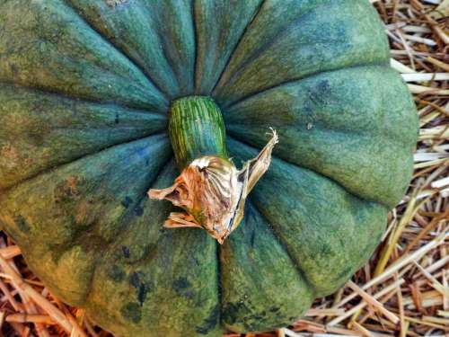 Green Pumpkin