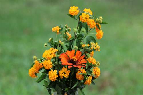 Orange Zinnia And Lantana Bouquet