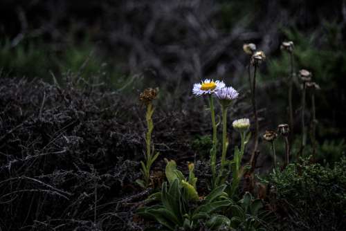 Purple And Yellow Wildflowers