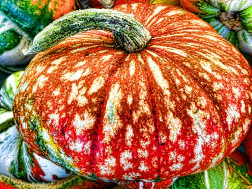 Speckled Pumpkin