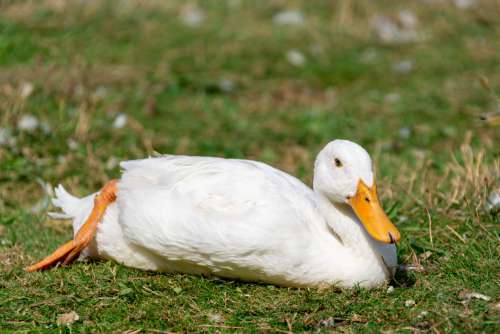 White Duck Resting