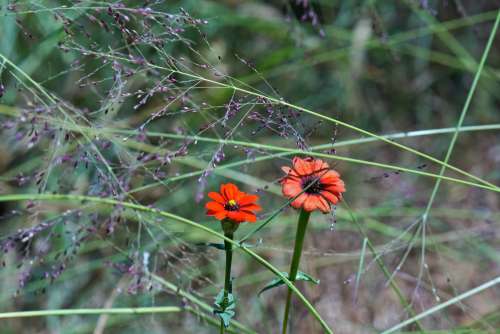 Wild Growing Red Zinnia Flowers