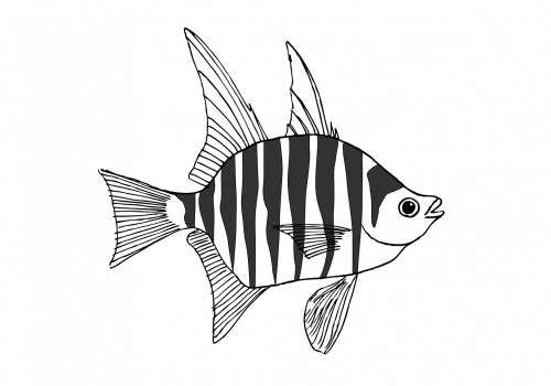 Zebra Fish Drawing