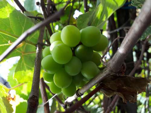 green grape fruit tree plant seedless fruit
