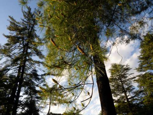 nature tree pine conifer sky