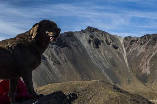 dog animal landscape mountains sky