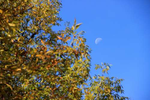 moon tree leaf sky yellow