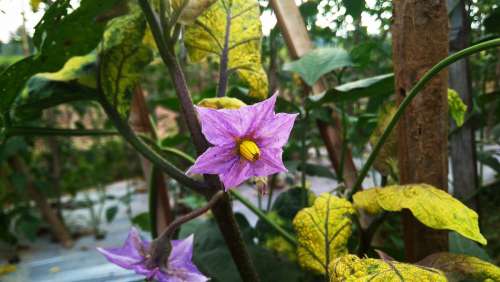 flower flowering plant plant solanum purple