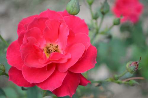 red rose natural botany flower