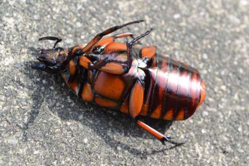 insect beetle fall smooth orange
