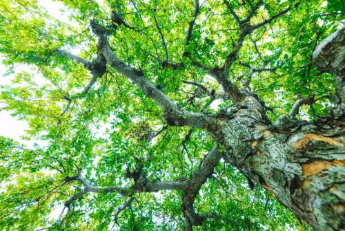 tree branch plant green woody plant