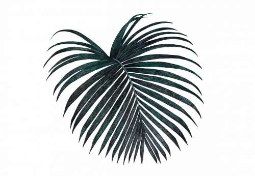 palm leaf black dark tropical