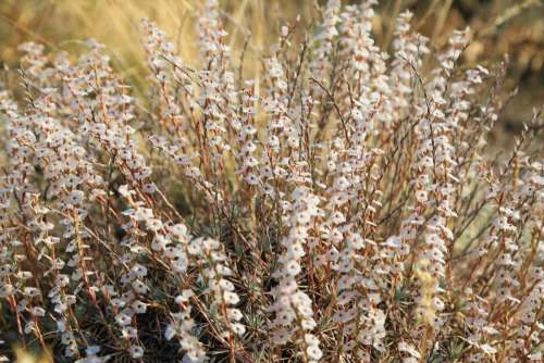 herbs flowers nature land rural