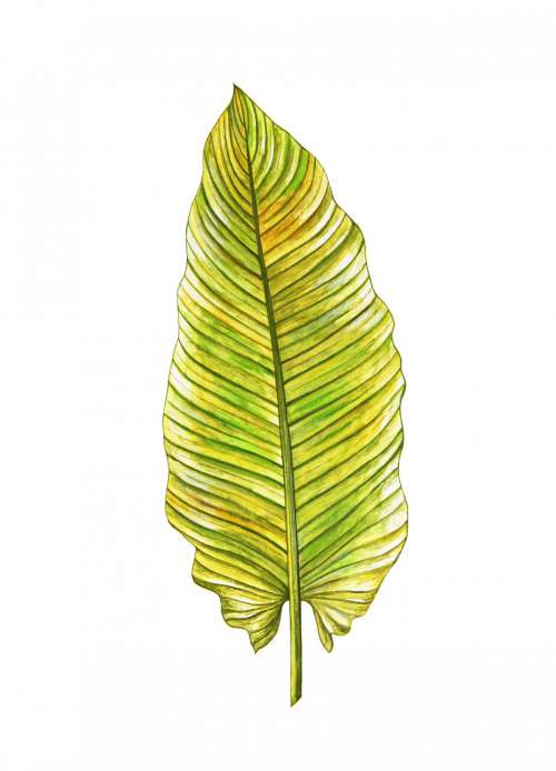tropical green yellow green yellow leaf