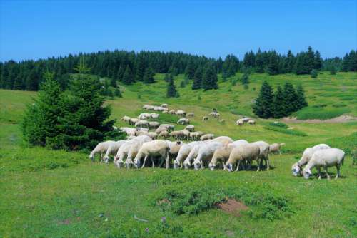 sheep flock animal nature pasture