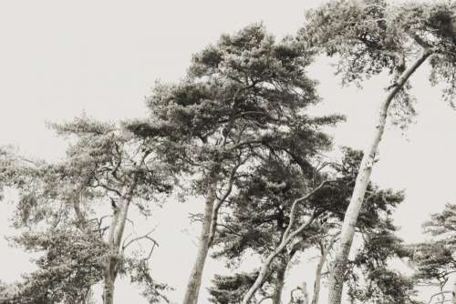 scots pine trees tree pale