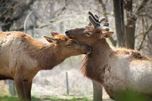 Two roosevelt elk deer at the Queens Zoo
