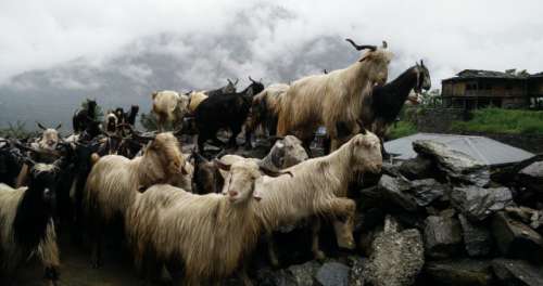 The mountain goat trail