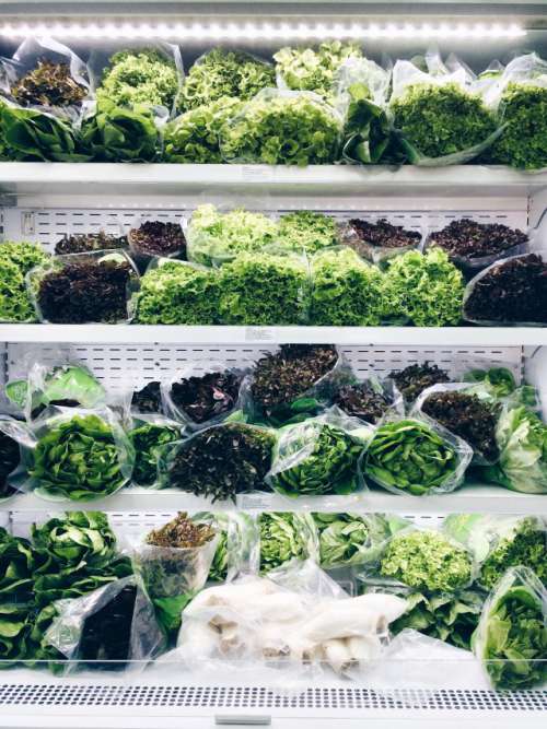 Hydroponic vegetables on shelf 