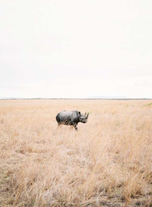 Rhino 
Travel 
Africa 
Animal
Nature
Wild life 

