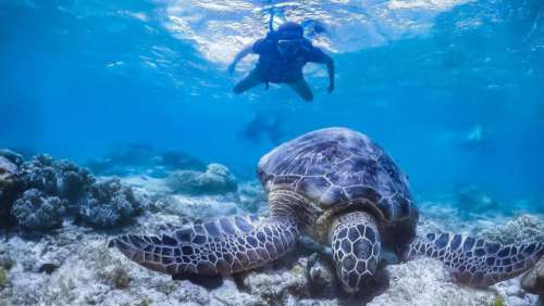 swimming with turtles of Apo island