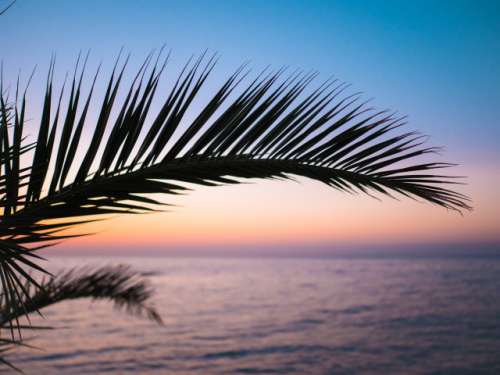 Beautiful palm leaf