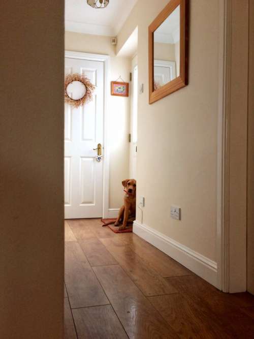 A Labrador retriever puppy waiting patiently and obediently at the front door of a house for a walk •••NOMINATED•••