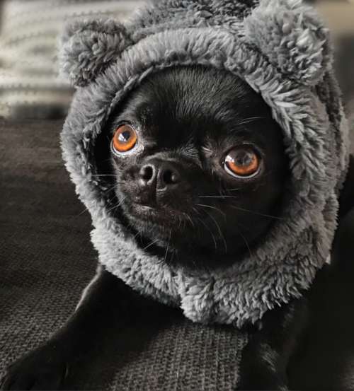 Chihuahua getting ready for winter
