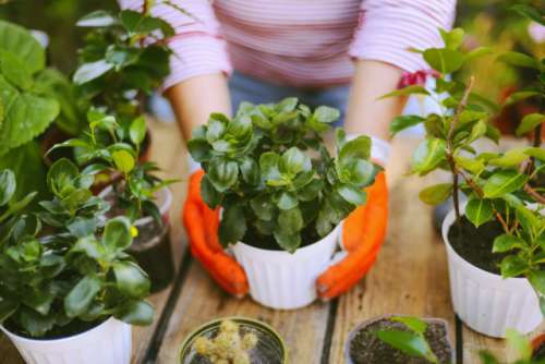 Gardeners hand planting flowers in pot with dirt or soil. 