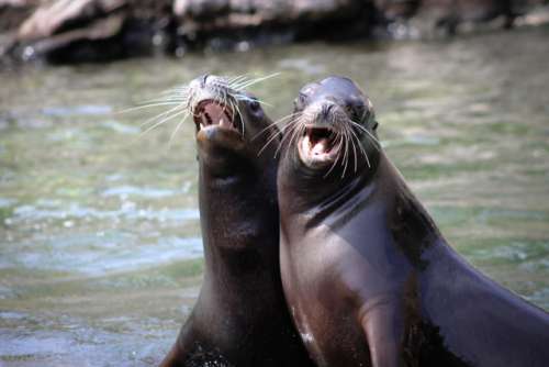 Sea Lions at the Queens Zoo