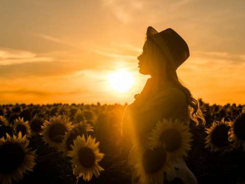 Young beautiful blonde woman standing in sunflower field. Sunset background. Sexy sensual portrait of girl in straw hat and white summer dress.