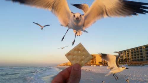 Does Polly want a cracker?
