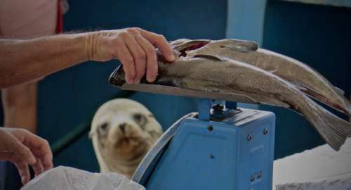 Sea lion, fish, market, hand, hope, want, weighing, desire, wet