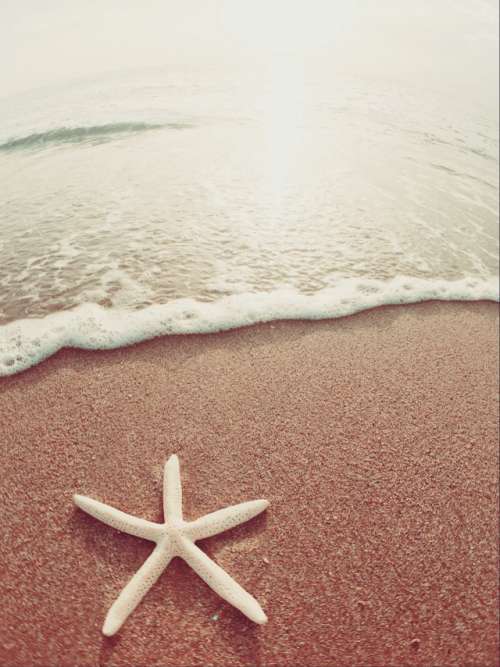Starfish on shore