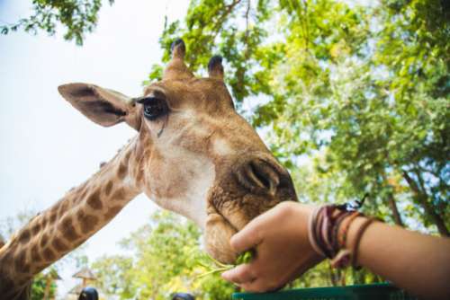 Feeding a giraffe 