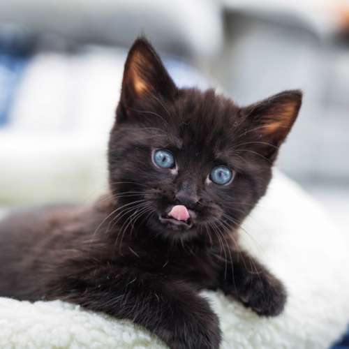Black kitten sticking out tongue 